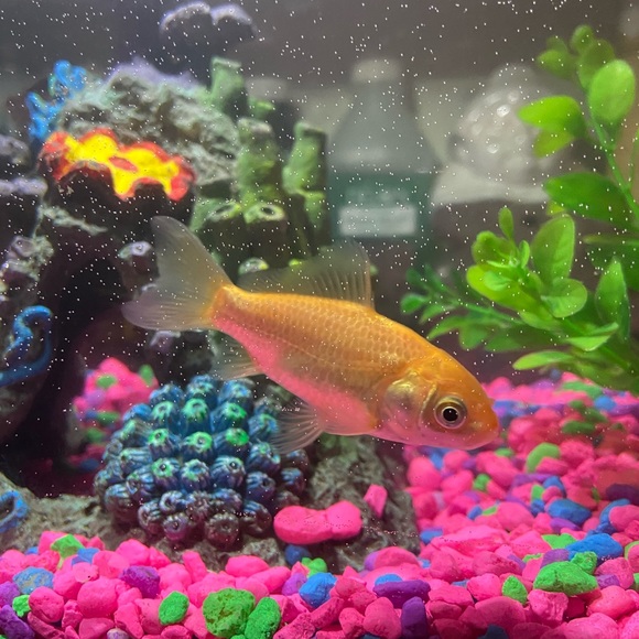 Meet your Posher, Marlene - Picture 1 of 1